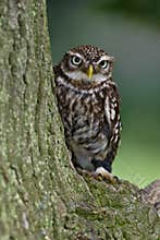 Little Owl