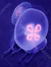Jelly Fish