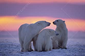 Polar bear with yearling cubs