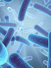 Bacteria