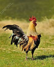 King of the Farm