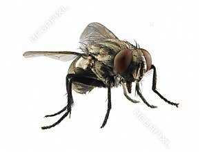 Macro on fly