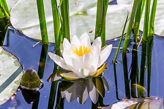 White lotus (Nymphaea alba) in blue water reflections