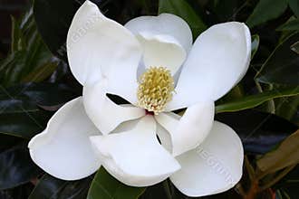 White Magnolia Flower, Macro