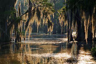 Spanish moss