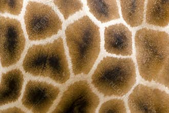 Giraffe fur
