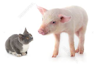 Pig and cat