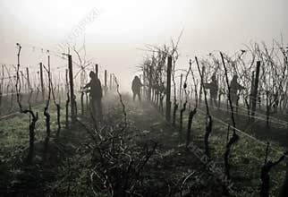 Hard work in vineyard