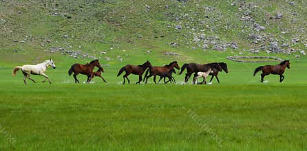 Galloping horses