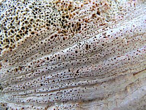 Abalone Shell Texture