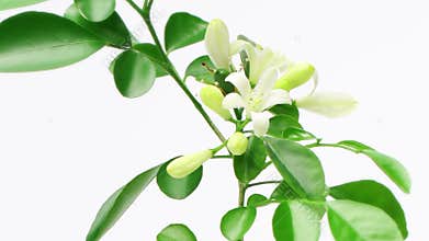 Murraya paniculata flowers blossom, time lapse