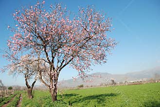 Spring tree scene
