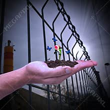 Hand holding a rose bud. Concept of new life, birth, rebirth and hope; ecology.