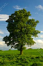 A Lone English Oak Tree