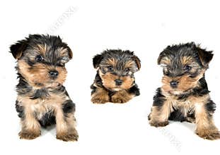 Three Yorkshire Terrier Puppies