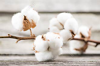 Cotton