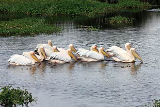 Pelican's