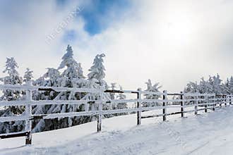 Winter trees and wooden fence covered in snow that borders a mountain road