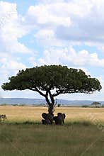 Elephant family under umbrella acacia