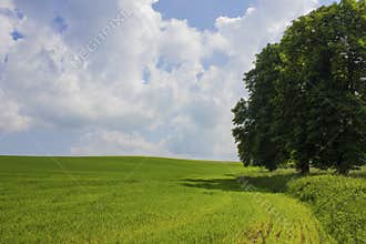 Countryside landskape field and tree