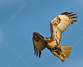 Red Tail Hawk
