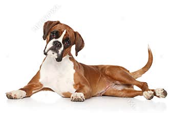 Boxer dog on white background