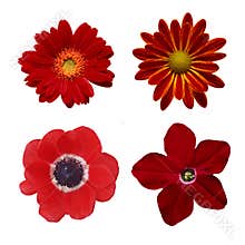 Selection of Various Flowers Isolated on White Background