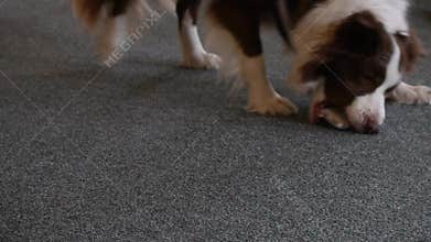 Assistance dog brought phone