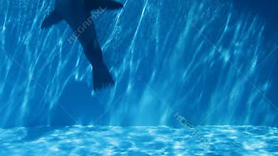 Sea lion in pool