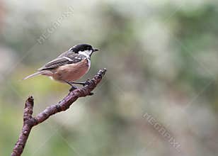 Garden Birds - Coal Tit