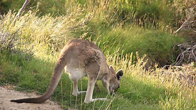 Kangaroo - Australian Wildlife