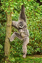 Silvery gibbon (Hylobates moloch) with a newborn