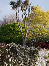 Layerd hedge generic vegetation