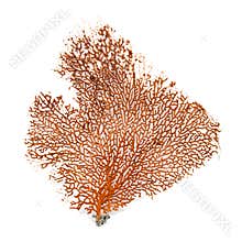 Red Gorgonian or red sea fan coral isolated on white background