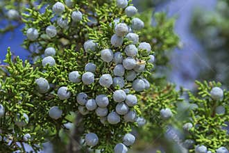 Blue Juniper Berries