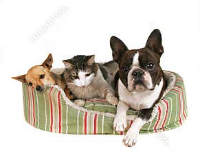 Pet friends