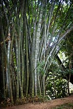 Bamboo Forest