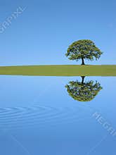 Oak Tree Reflection