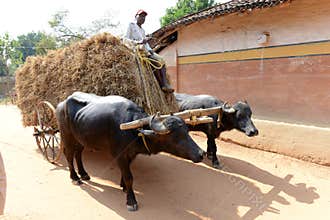 Buffalo Cart