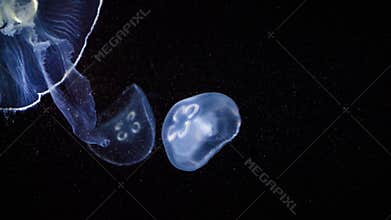 Jellyfish