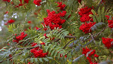 Rowan tree branches in autumn