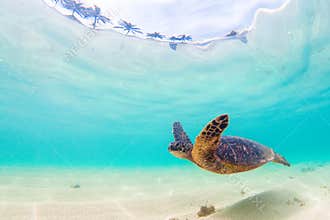 Hawaiian Green Sea Turtle