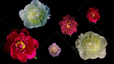 Many Peony Flowering Timelapse 4k