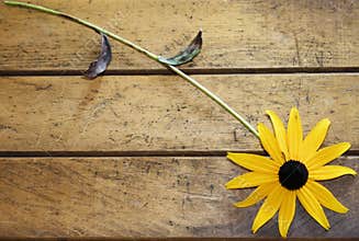 Black-eyed Susan