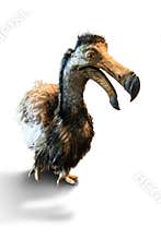 The dodo