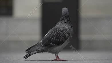 Pigeons in New York City