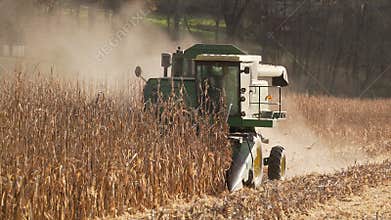 Scenes of harvesting corn