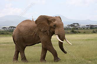 Elephant in Amboseli Kenia