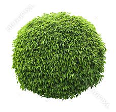 Cute ball shaped bush isolated on white background