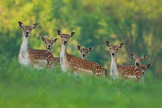 Fallow deer family - doe and fawn babies